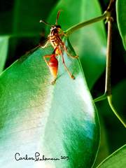 Mischocyttarus mexicanus