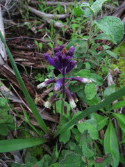 Bellevalia trifoliata