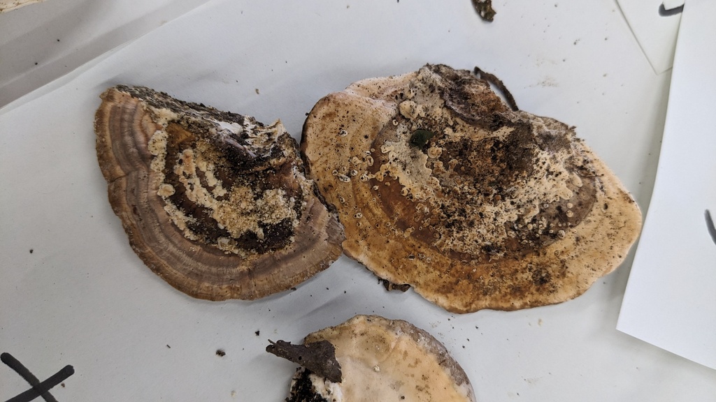 Fomitopsis dickinsii · September 2023 · photo: © atsushi_nakajima_cirque (iNaturalist, cc-by)