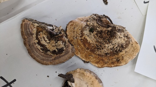 Fomitopsis dickinsii