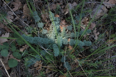 Seseli gummiferum