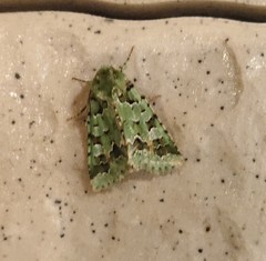 Diphtherocome pulchra