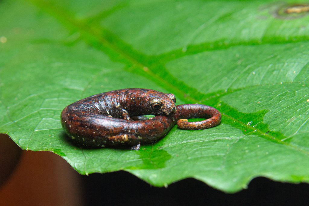 Caldwell's Mushroomtongue Salamander