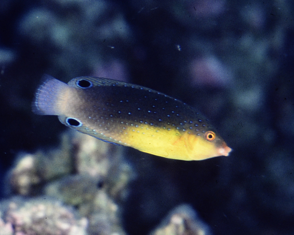 Yellowbreasted wrasse