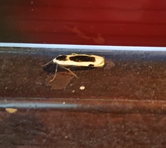 Thysanoptyx incurvata