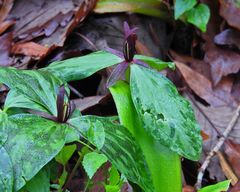 Trillium gracile