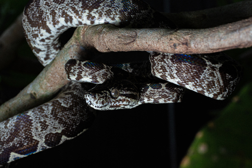 Garden Tree Boa