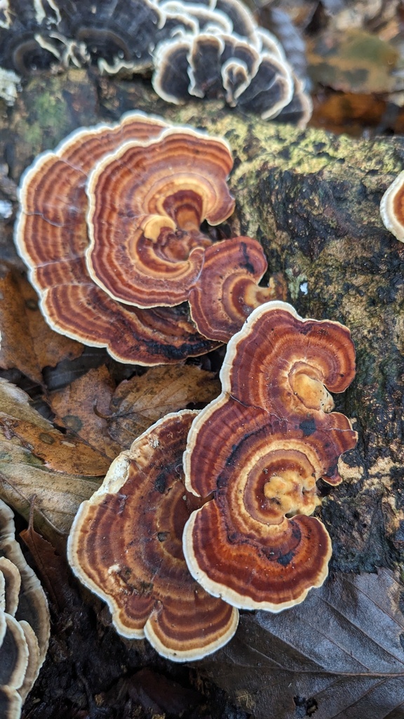 Microporus affinis · September 2023 · photo: © atsushi_nakajima_cirque (iNaturalist, cc-by)