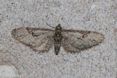 Eupithecia bolterii