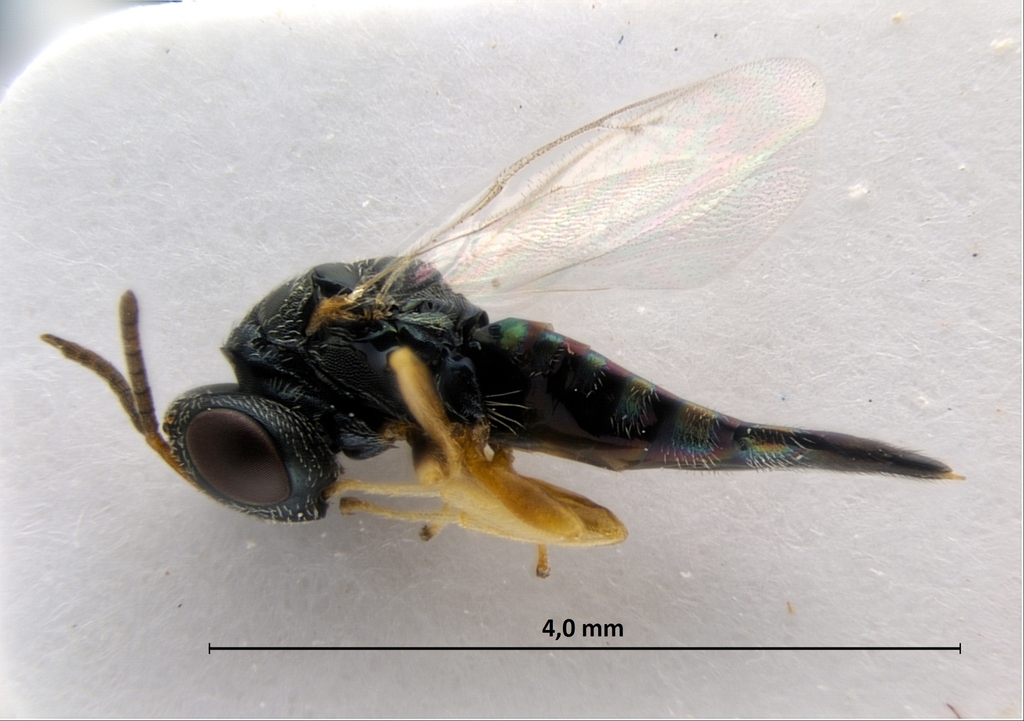 Wasp