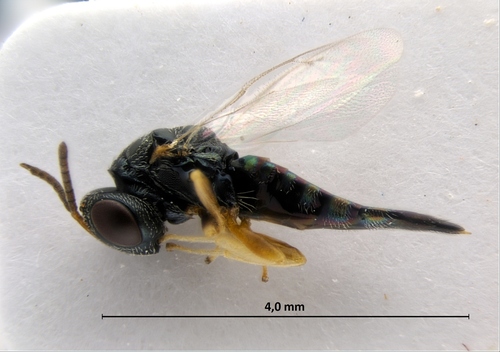 Wasp