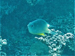 Amblyglyphidodon orbicularis