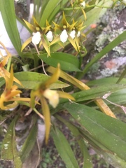 Brassia