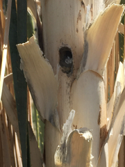 Xylocopa californica arizonensis