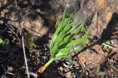 Eriospermum alcicorne