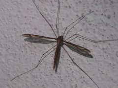 Tipula nova