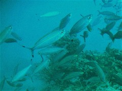 Pterocaesio digramma