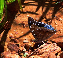 Charaxes guderiana