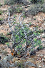 Euphorbia loricata