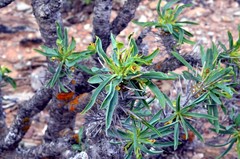 Euphorbia loricata
