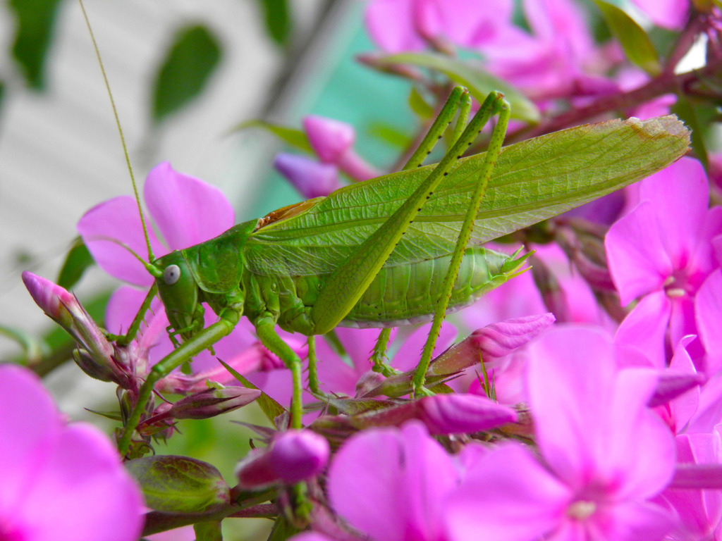 Eastern Green Bush-cricket
