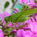 Eastern Green Bush-Cricket - Photo (c) Константин Ординарцев, some rights reserved (CC BY-NC), uploaded by Константин Ординарцев