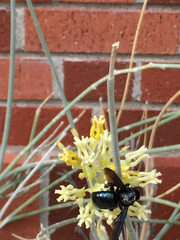 Xylocopa californica arizonensis