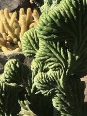 Tanacetum bipinnatum