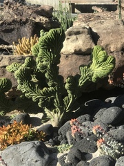 Tanacetum bipinnatum