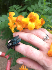 Xylocopa californica arizonensis