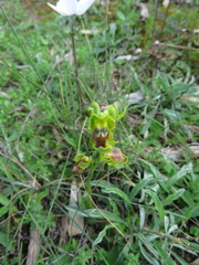 Ophrys lutea galilaea