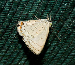 Hypochrysops digglesii