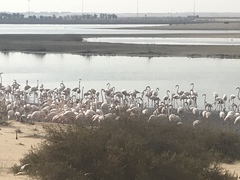 Phoenicopterus roseus