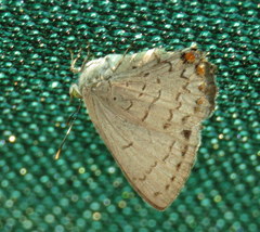 Hypochrysops digglesii