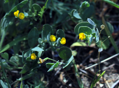 Coronilla scorpioides