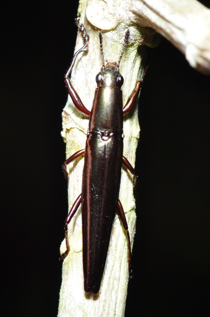 Camptocarpus longicollis