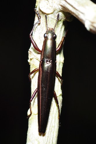 Camptocarpus longicollis