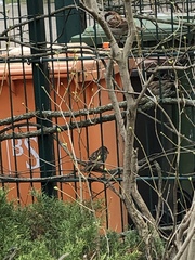 Passer domesticus