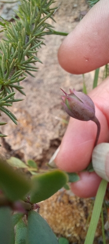 Roepera sessilifolia (Roepera sessilifolia)