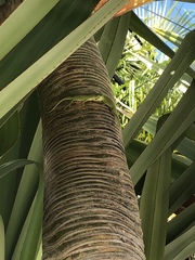 Pandanus