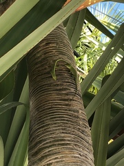 Pandanus