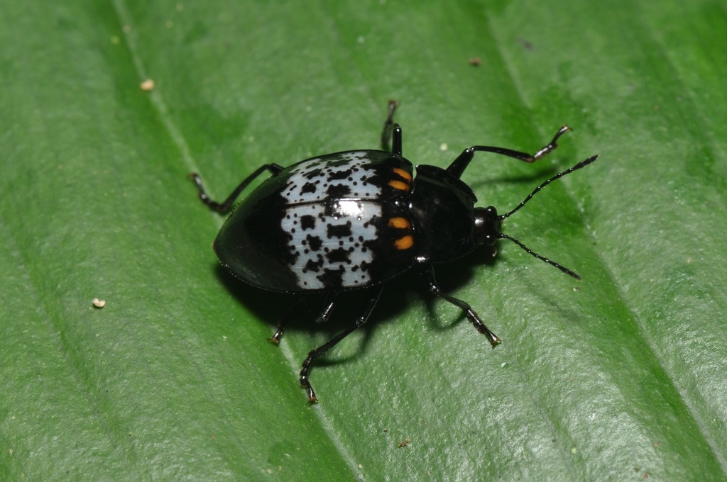 Prepopharus