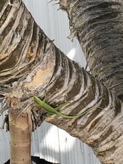 Anolis carolinensis
