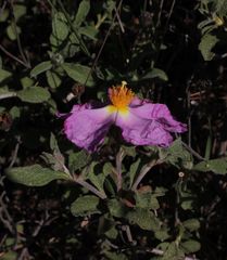 Cistus tauricus