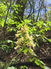 Aesculus glabra arguta