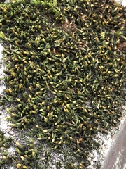 Bryophyta