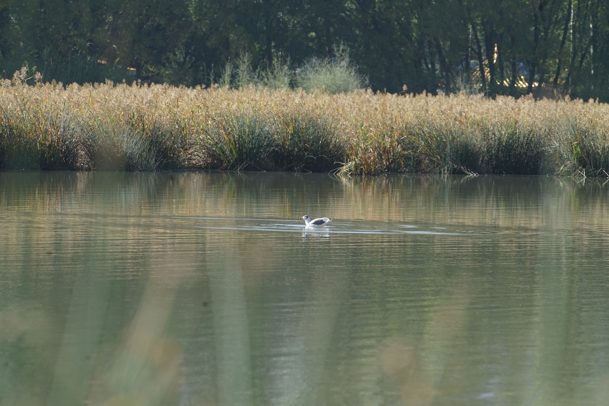 Pallas's Gull