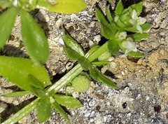 Galium verrucosum