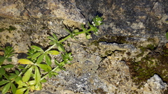 Galium verrucosum