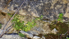 Galium verrucosum